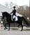 Annonce cheval
