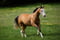 Annonce cheval