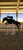 Horse ad