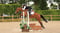 Annuncio cavallo