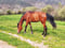 Anuncio de caballos