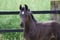 Annuncio cavallo