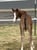 Horse ad