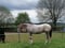Horse ad