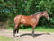 Paardadvertentie