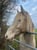 Horse ad