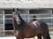 Annonce cheval