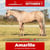Annuncio cavallo