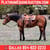 Horse ad