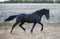 Annuncio cavallo