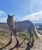 Horse ad