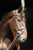 Anuncio de caballos