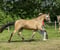 Horse ad