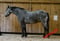 Annuncio cavallo