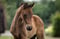 Annuncio cavallo