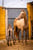 Horse ad