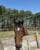 Annuncio cavallo