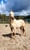 Horse ad