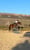 Annuncio cavallo