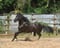 Annonce cheval