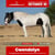 Paardadvertentie