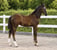 Annonce cheval
