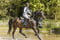 Annonce cheval