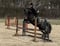 Annonce cheval