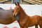Horse ad