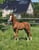 Annuncio cavallo