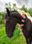 Horse ad