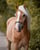 Horse ad