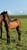 Horse ad