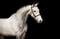 Annuncio cavallo