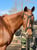 Annuncio cavallo