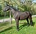 Annuncio cavallo