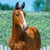 Annuncio cavallo