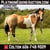 Horse ad