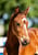 Annuncio cavallo