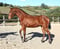 Annuncio cavallo