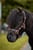 Annuncio cavallo