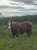 Annonce cheval