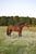 Horse ad