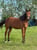 Anuncio de caballos