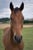 Annonce cheval