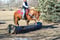 Horse ad