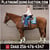 Anuncio de caballos