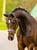 Horse ad