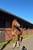 Horse ad