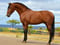 Horse ad